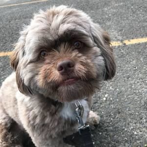 Meet your Posher, Ami